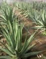 /album/fotos/aloe-vera-aloe-vera-jpg/